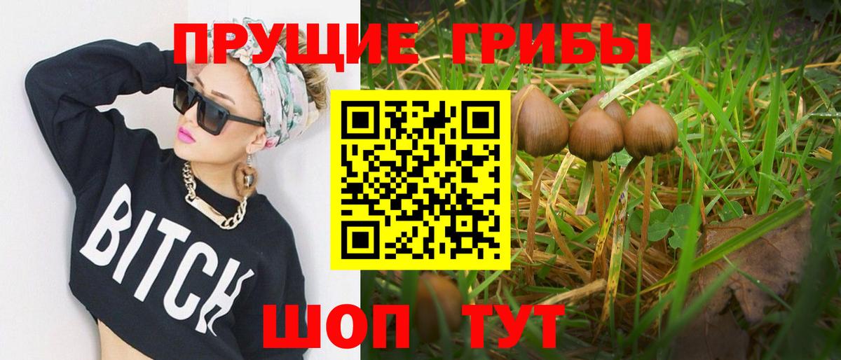 Галлюциногенные грибы Psilocybine cubensis Ачинск