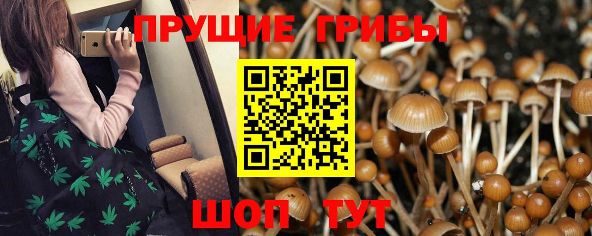 Ачинск  купить закладку  Псилоцибиновые грибы Psilocybine cubensis  Вход с VPN  Псилоцибиновые грибы Cubensis 